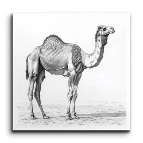Monochrome Camel Elegance: Detailed Illustration